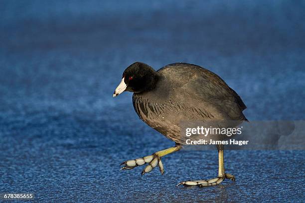 american coot (fulica americana) walking on ice, bosque del apache national wildlife refuge, new mexico, united states of america, north america - american coot stock pictures, royalty-free photos & images