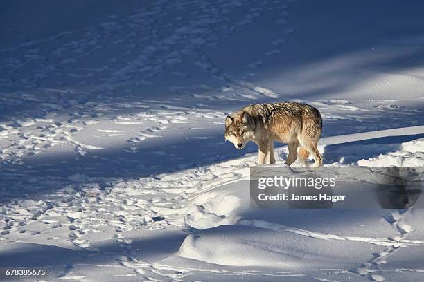 gray wolf (canis lupus) 870f of the junction butte pack in the winter, yellowstone national park, wyoming, united states of america, north america  - wolf 870f stock pictures, royalty-free photos & images