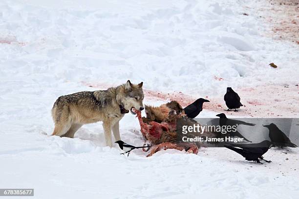 gray wolf (canis lupus) 870f of the junction butte pack at an elk carcass in the winter, yellowstone national park, wyoming, united states of america, north america  - wolf 870f stock pictures, royalty-free photos & images