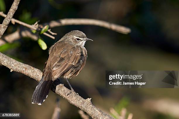 karoo robin (karoo scrub-robin) (cercotrichas coryphoeus), mountain zebra national park, south africa, africa - mountain zebra national park stock-fotos und bilder