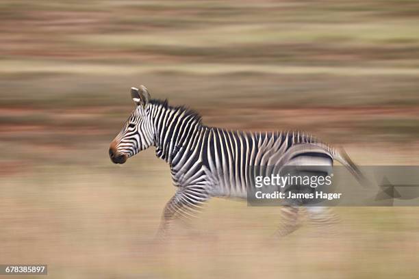 cape mountain zebra (equus zebra zebra) running, mountain zebra national park, south africa, africa - mountain zebra national park stock-fotos und bilder