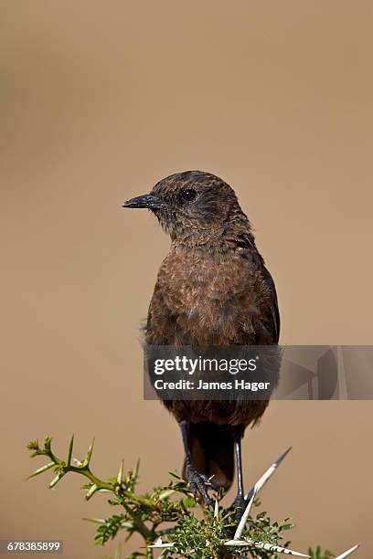 southern ant-eating chat (myrmecocichla formicivora), mountain zebra national park, south africa, africa - mountain zebra national park stock-fotos und bilder