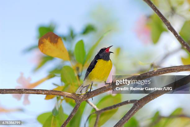 bananaquit in pink trumpet tree - tabebuia stock pictures, royalty-free photos & images