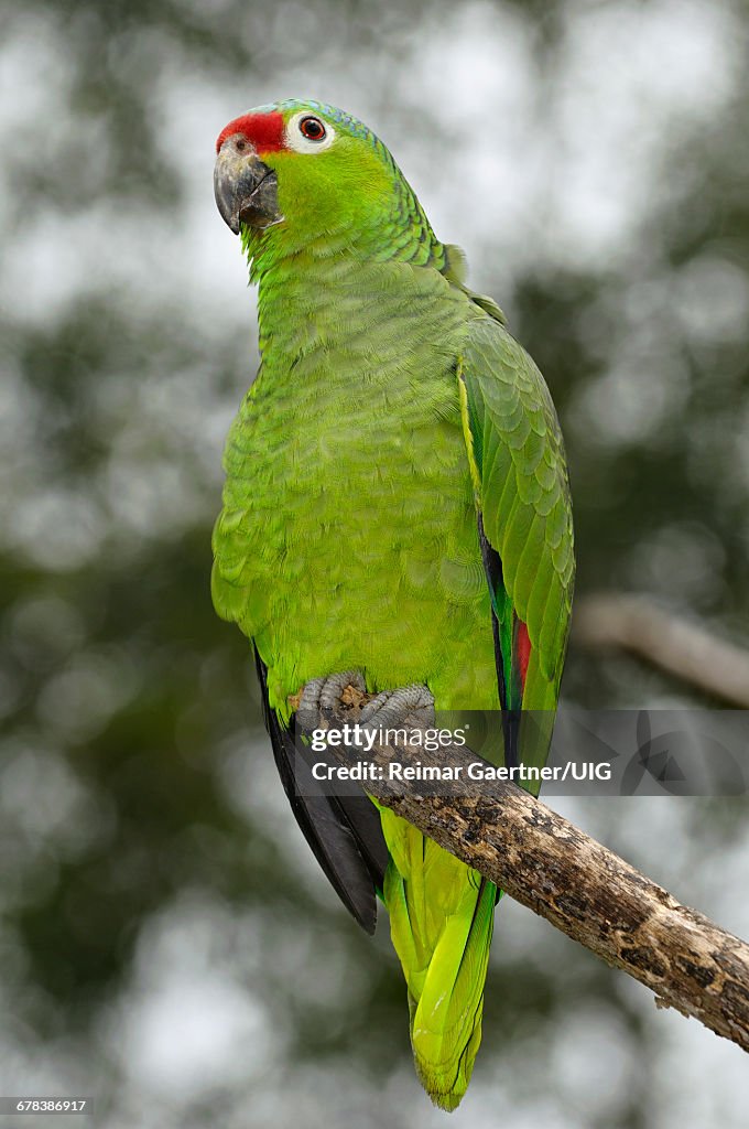 Green Parrot