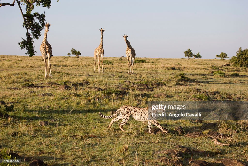Cheetah (Acinonyx jubatus), Masai Mara National Reserve, Kenya, East Africa, Africa