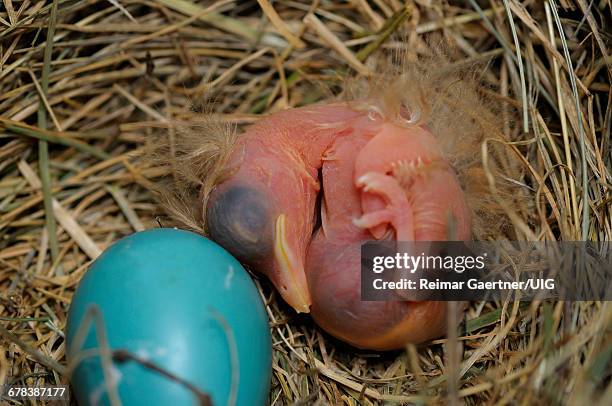 day old hatchling - mini sac stock pictures, royalty-free photos & images