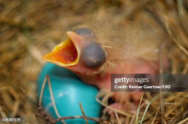 day old hatchling - mini sac stock pictures, royalty-free photos & images