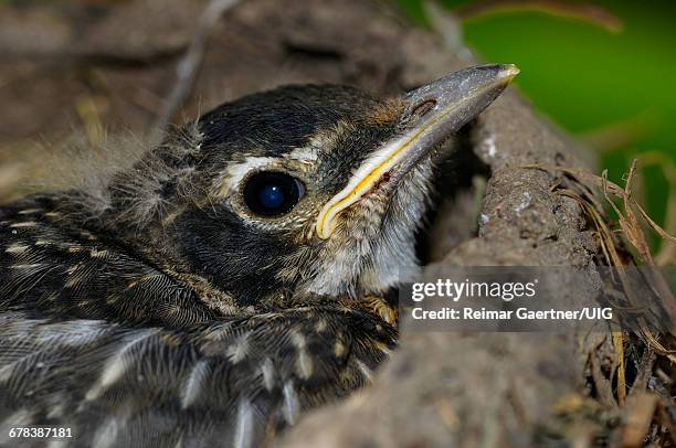 Fledging Rook Fledgling Fly Photos and Premium High Res Pictures - Getty Images
