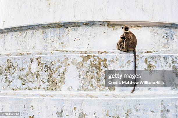 monkeys at ruvanvelisaya dagoba, mahavihara (the great monastery), anuradhapura, sri lanka, asia - ruvanvelisaya dagoba stock pictures, royalty-free photos & images