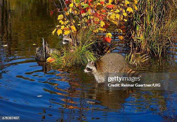 raccoons - bandit raccoon stockfoto's en -beelden