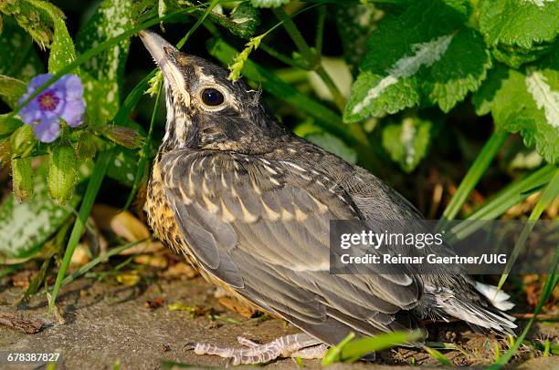 Fladling 148 Fledgling Fly Stock Photos, High-Res Pictures, and Images - Getty ...