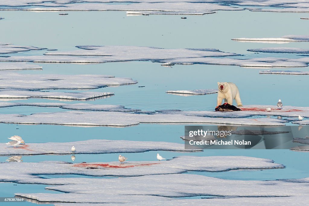 Radio collared female polar bear (Ursus maritimus) with fresh seal kill on ice in Hinlopen Strait, Svalbard, Norway, Scandinavia, Europe