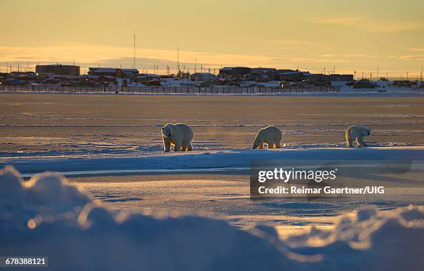 polar bear sow and cubs - sow bear stockfoto's en -beelden