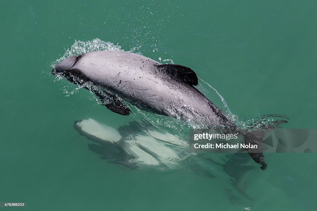 Adult Hectors dolphin (Cephalorhynchus hectori) mating near Akaroa, South Island, New Zealand, Pacific