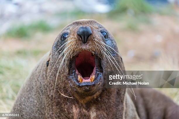 new zealand fur seal (arctocephalus forsteri) hauled out near dunedin, south island, new zealand, pacific - boca de animal fotografías e imágenes de stock