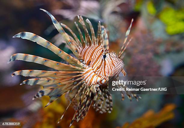 lionfish - zebrafish ストックフォトと画像