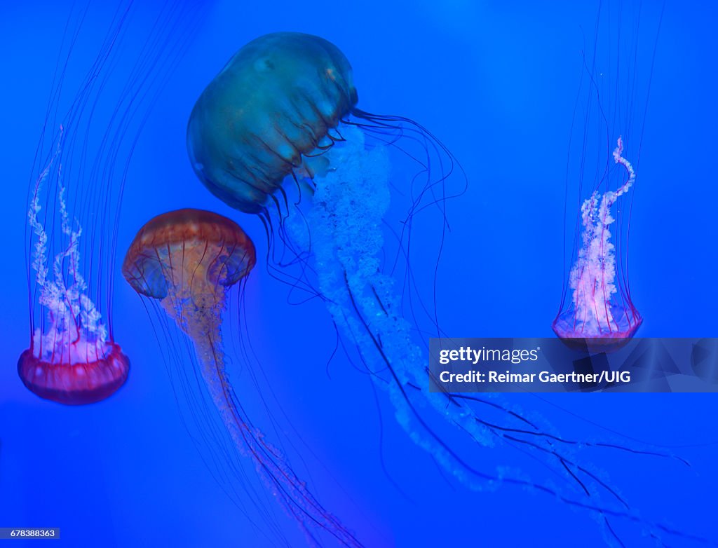 Sea Nettles