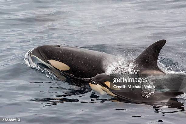 an adult killer whale (orcinus orca) surfaces next to a calf off the cumberland peninsula, baffin island, nunavut, canada, north america - baffin island stockfoto's en -beelden