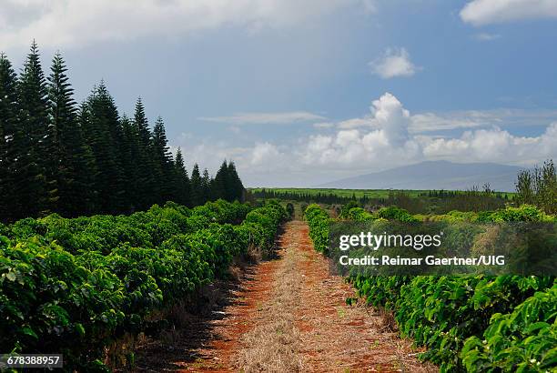 kona coffee field - plantation imagens e fotografias de stock