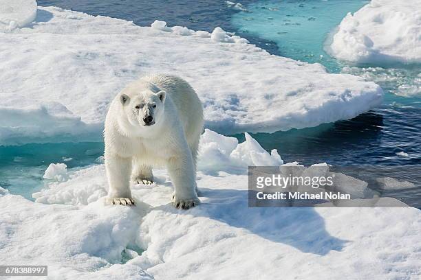 curious polar bear (ursus maritimus), cumberland peninsula, baffin island, nunavut, canada, north america - baffinland stock-fotos und bilder