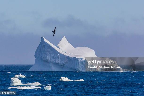 cape petrel flying over iceberg near coronation island, south orkney islands, antarctica, polar regions - south orkney island stock pictures, royalty-free photos & images