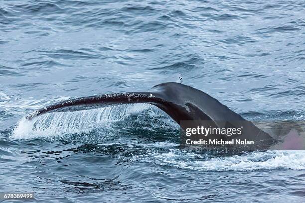 humpback whale (megaptera novaeangliae), flukes-up dive, english strait, south shetland islands, antarctica, polar regions - fluking stock pictures, royalty-free photos & images