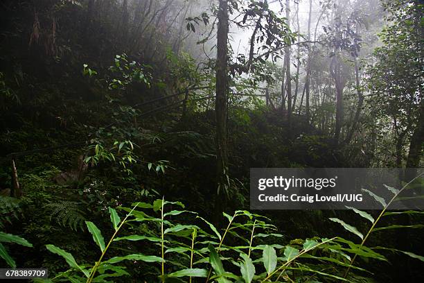 trail to mount kinabalu, borneo - island of borneo fotografías e imágenes de stock