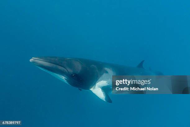 adult dwarf minke whale (balaenoptera acutorostrata), near the south end of ribbon 9 reef, great barrier reef, queensland, australia, pacific - minke whale stock pictures, royalty-free photos & images