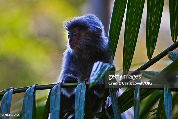 silver backed leaf monkey - silvered leaf monkey ストックフォトと画像