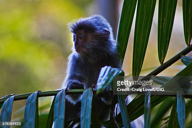 silver backed leaf monkey - silvered leaf monkey stock pictures, royalty-free photos & images