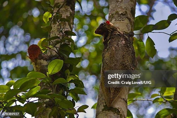 flying lemur, borneo - colugo - fotografias e filmes do acervo