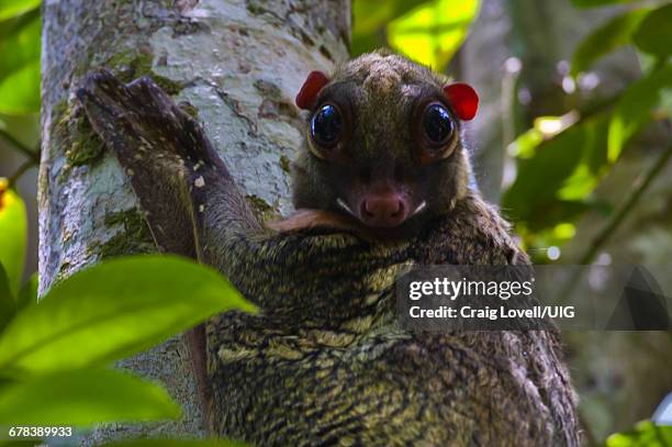 flying lemur, borneo - colugo stock-fotos und bilder