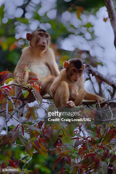 stump tailed macaque with baby, borneo - macaque foto e immagini stock