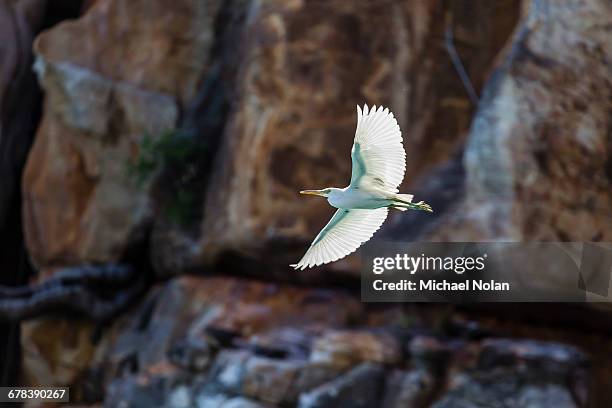white morph of the pacific reef heron (egretta sacra), mitchell river national park, kimberley, western australia, australia, pacific - egretta sacra stock pictures, royalty-free photos & images
