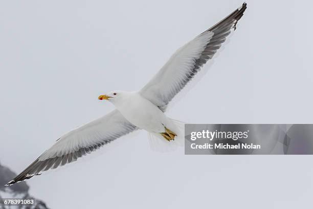 adult kelp gull (larus dominicanus) in flight at brown bluff, antarctic sound, antarctica, polar regions - antarctic sound stock pictures, royalty-free photos & images