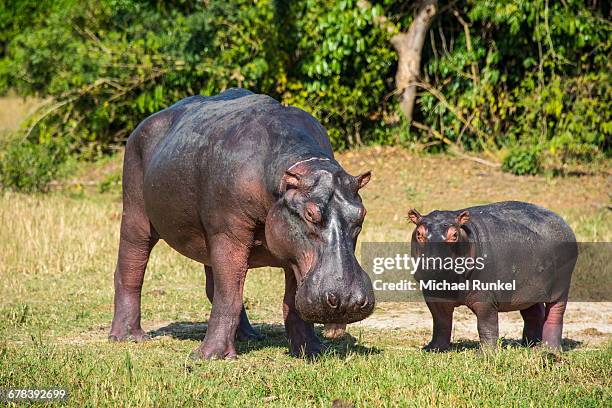 hippopotamus (hippopotamus amphibius) mother with baby, murchison falls national park, uganda, east africa, africa - baby hippo stock pictures, royalty-free photos & images