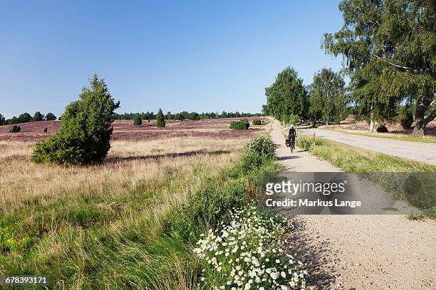 heather at wilseder berg mountain, nature reserve, luneburger heide, lower saxony, germany, europe  - luneburger heath stock pictures, royalty-free photos & images