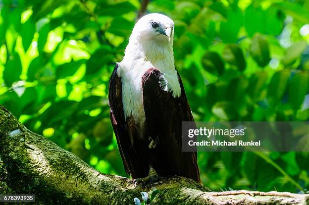 white-bellied sea eagle (haliaeetus leucogaster), davao, mindanao, philippines, southeast asia, asia - leucogaster stock pictures, royalty-free photos & images
