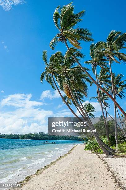 palm fringed white sand beach on an islet of vavau, vavau islands, tonga, south pacific, pacific - isole vavau foto e immagini stock