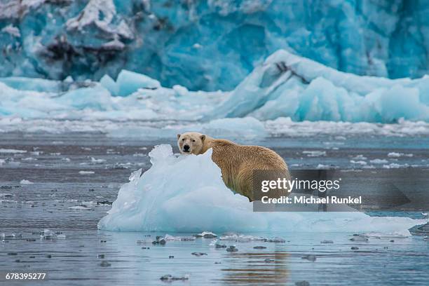 polar bear (ursus maritimus) sitting on a piece of ice in front of a glacier, hornsund, svalbard, arctic - drijfijs stockfoto's en -beelden