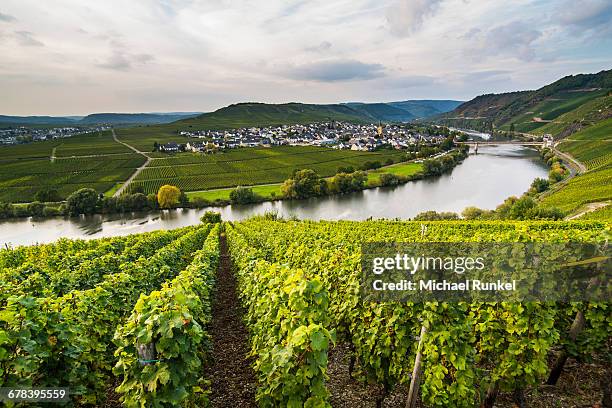 vineyards around the moselle at trittenheim, moselle valley, rhineland-palatinate, germany, europe - mosel valley stock pictures, royalty-free photos & images