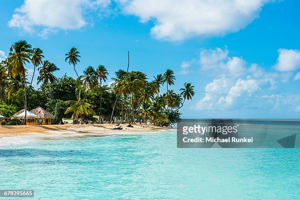 sandy beach and palm trees of pigeon point, tobago, trinidad and tobago, west indies, caribbean, central america - trinidad stock pictures, royalty-free photos & images