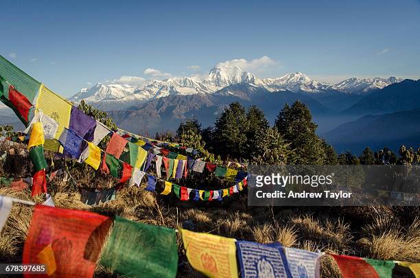 the view from poon hill, 3210m, with dhaulagiri, 8167m, and dhaulagiri massif, dhampus peak, 6012m, and tukuche peak, 6920m, in the background with prayer flags in the foreground, annapurna conservation area, nepal, asia - annapurna conservation area stockfoto's en -beelden