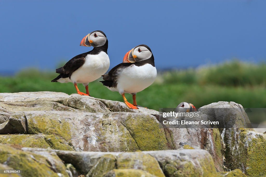 Atlantic puffins (Fratercula arctica) on a rock against a blue sky, Inner Farne, Farne Islands, Northumberland, England, United Kingdom, Europe