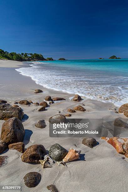 shells and rocks lie on the beach of spearn bay lit the tropical sun and washed by caribbean sea, antigua, leeward islands, west indies, caribbean, central america - antigua leeward islands stockfoto's en -beelden