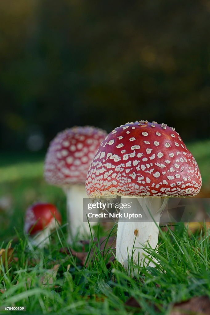 Fly agaric toadstools (Amanita muscaria) growing in grassland, Coate Water Country Park, Swindon, Wiltshire, England, United Kingdom, Europe