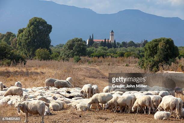 flock of sheep near pula, cagliari province, sardinia, italy, mediterranean, europe - pula stock-fotos und bilder