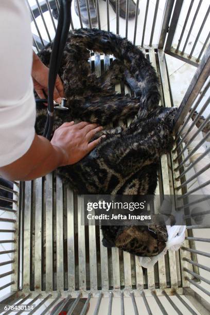 Doctor seen doing a check up of an endangered Sumatran Clouded Leopard rescued on May 03, 2017 in West Sumatra, Indonesia. The leopard slumped while...