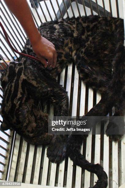 Doctor seen doing a check up of an endangered Sumatran Clouded Leopard rescued on May 03, 2017 in West Sumatra, Indonesia. The leopard slumped while...