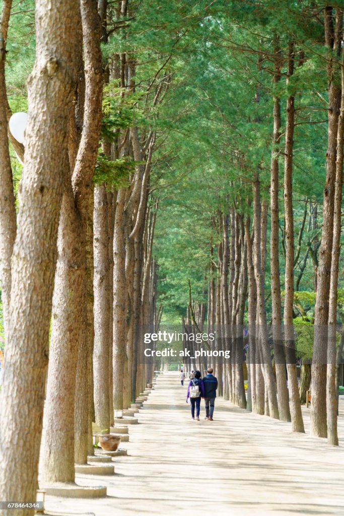 Couple hand in hand are walking along tree lines